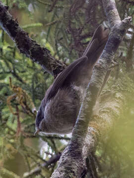 Image of Brown Creeper