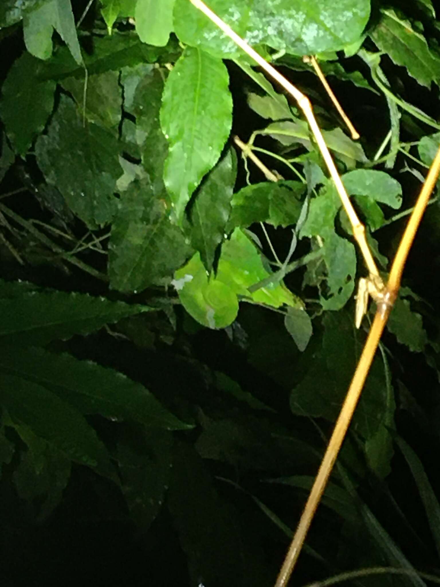 Image of Giant East Usambara Blade-horned Chameleon