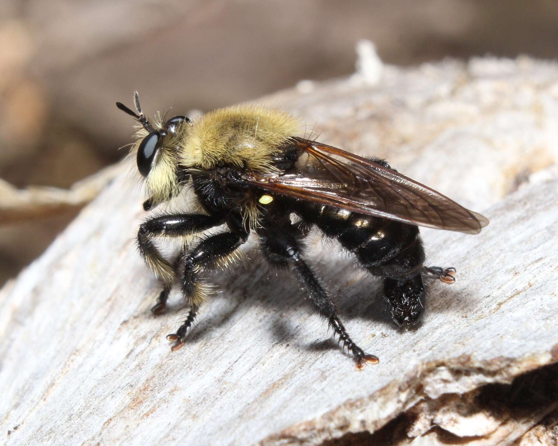 Image of Laphria virginica (Banks 1917)