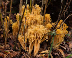 Image of Ramaria flava (Schaeff.) Quél. 1888