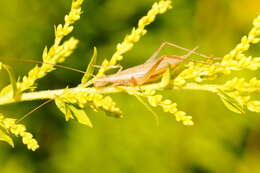 Image of tree-cricket