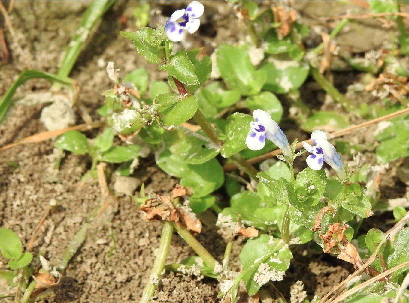 Image of Lindernia rotundifolia (L.) Alston