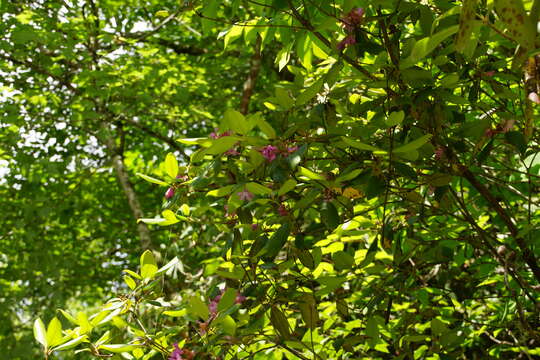 Image of piedmont rhododendron