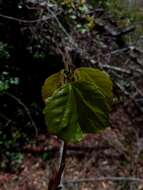 Слика од Alchornea alnifolia (Bojer ex Baill.) Pax & K. Hoffm.