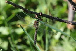 Image of American Emerald