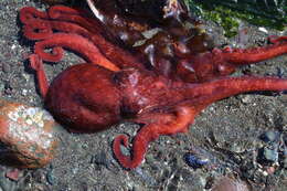 Image of Giant octopus