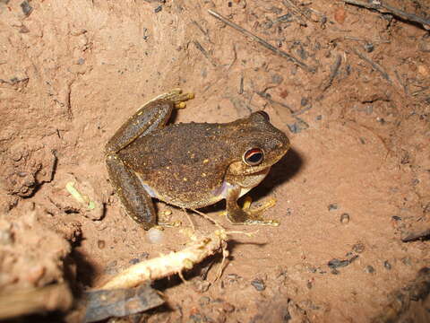 Litoria rothii (De Vis 1884)的圖片