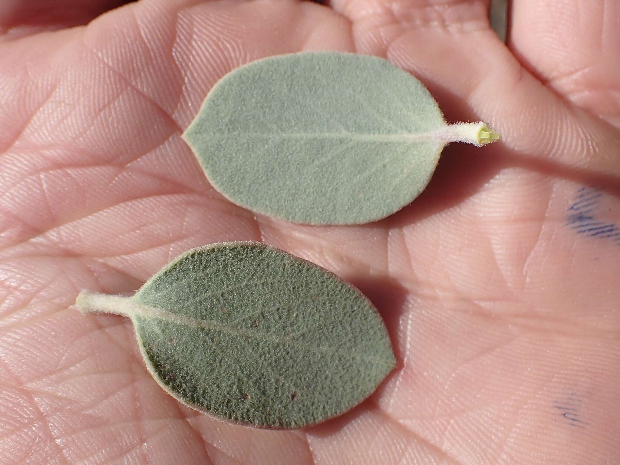 Image of hoary manzanita