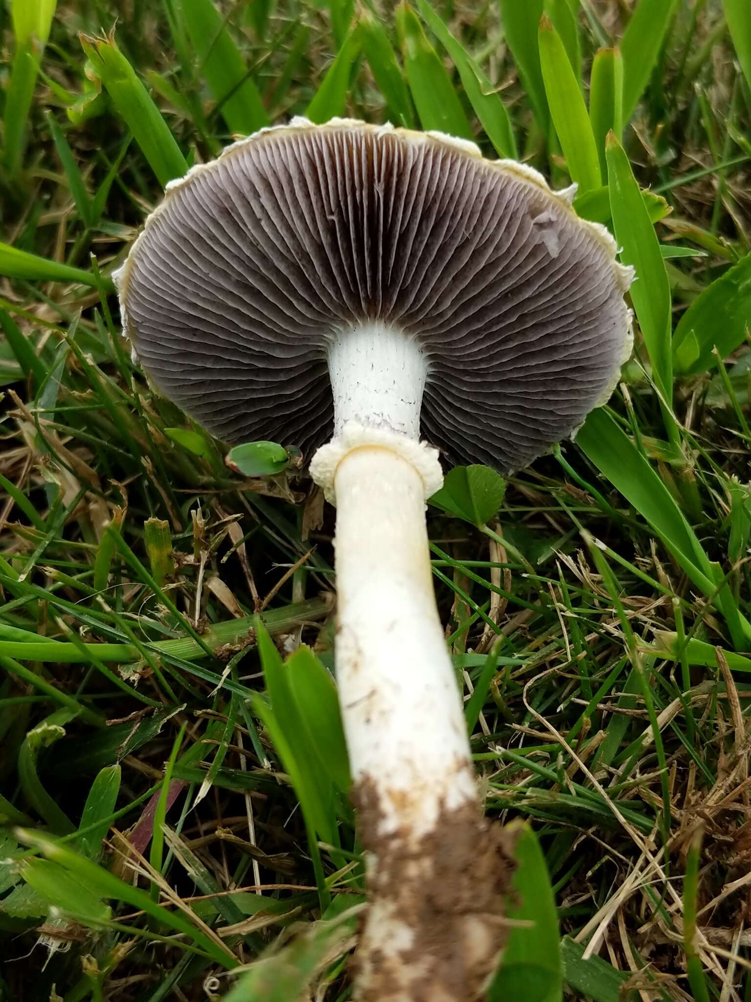 Image of Stropharia melanosperma (Bull.) Gillet 1878