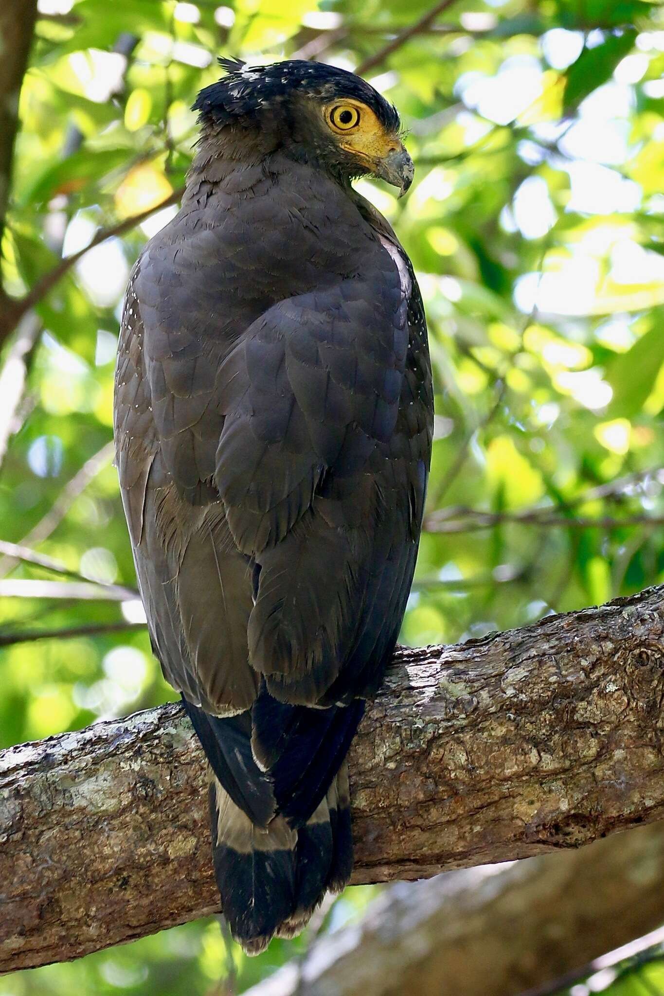 Plancia ëd Spilornis cheela malayensis Swann 1920