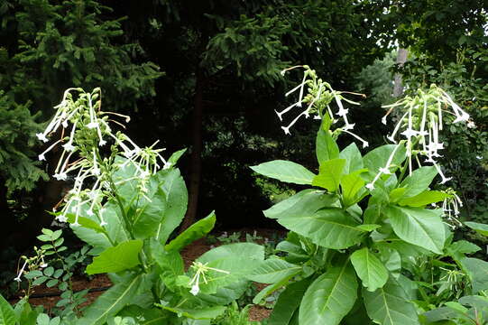 Image of South American tobacco