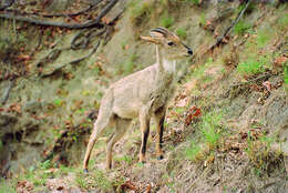 Image of Himalayan Goral