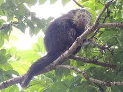 Image of Hairy Dwarf Porcupines