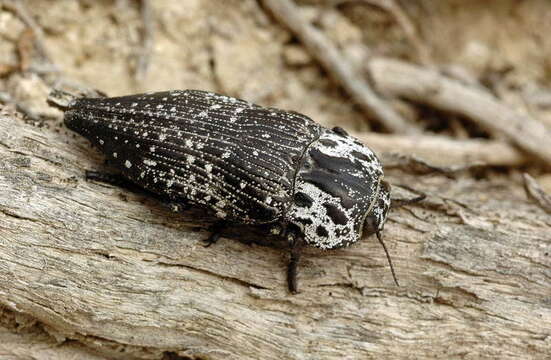 Image of Capnodis excisa Ménétriés 1849