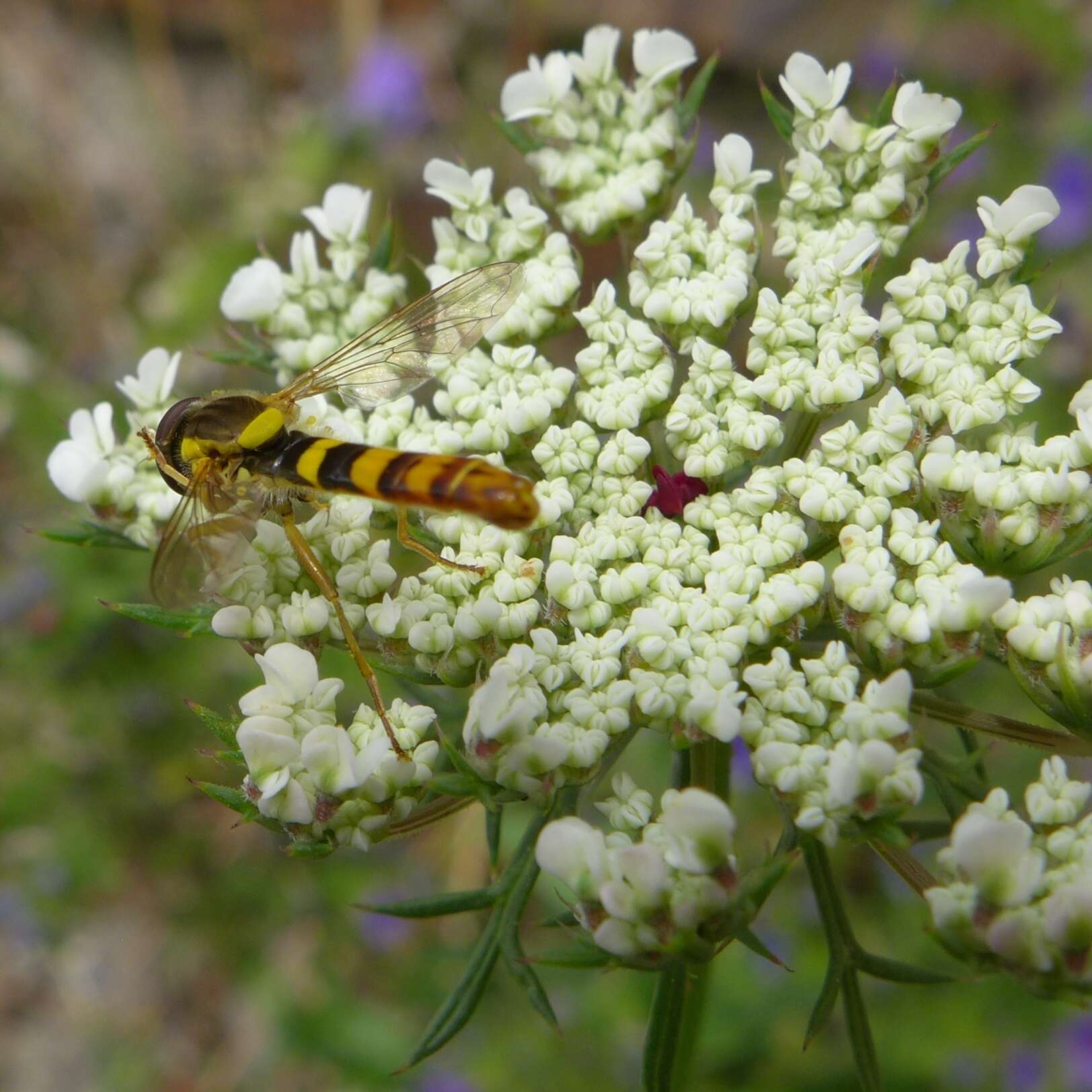 Image of Sphaerophoria scripta (Linnaeus 1758)