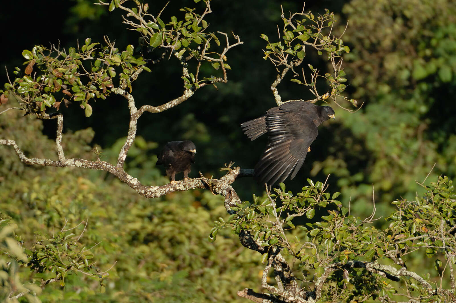 Image of Black Eagle