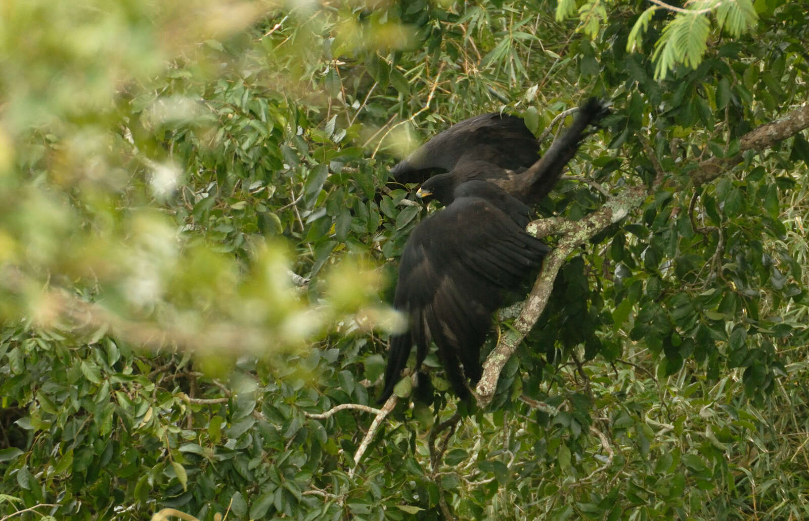 Image of Black Eagle