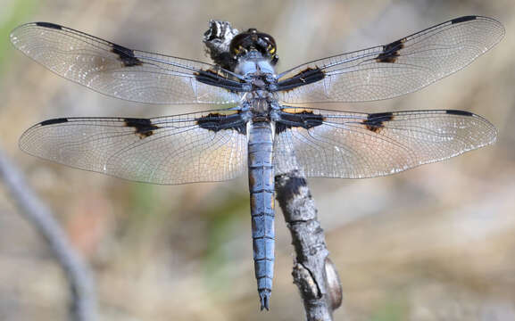 Image of Hoary Skimmer