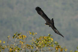 Image of Black Eagle