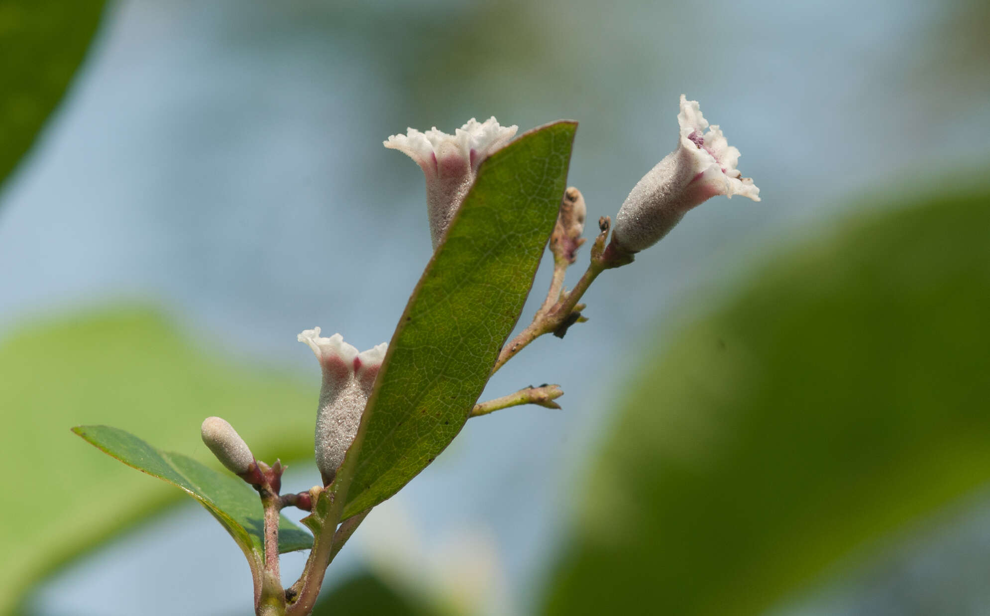 Слика од Paederia foetida L.