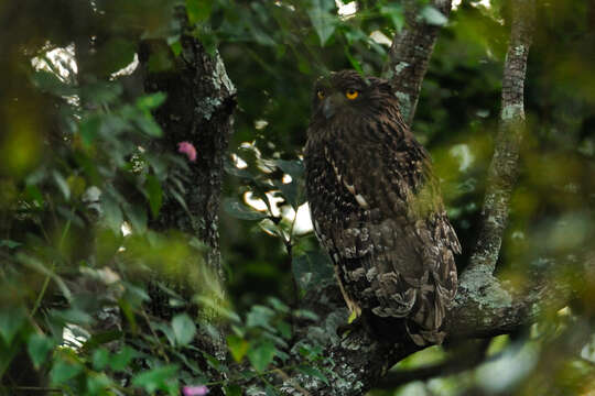 Image of Brown Fish Owl