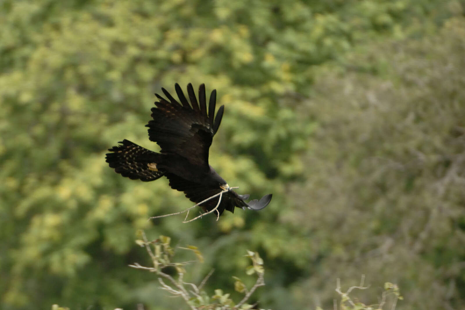 Image of Black Eagle