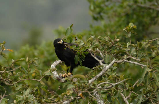 Image of Black Eagle