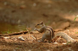 Image of Indian palm squirrel