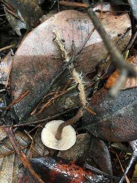 Image of Pseudobaeospora stevensii Desjardin 2004