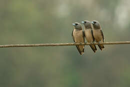 Image of Ashy Wood Swallow