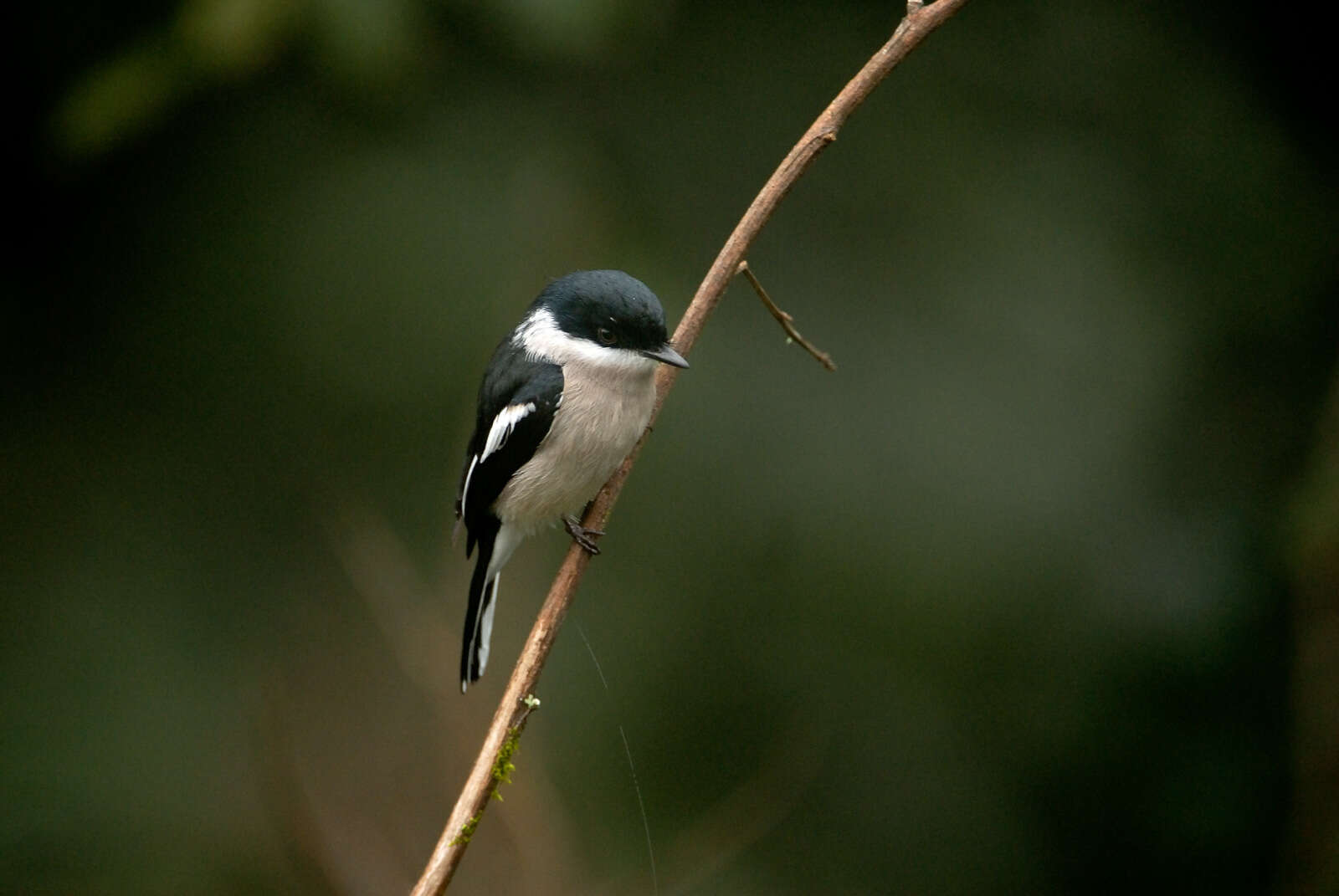 Image of Flycatcher-shrike