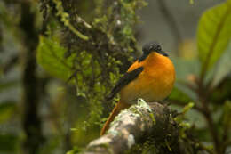 Image de Gobemouche orange et noir