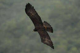 Image of Black Eagle