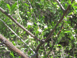Image of Berlandier's wolfberry