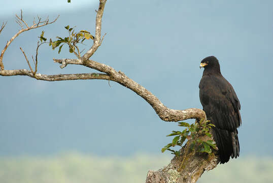 Image of Black Eagle