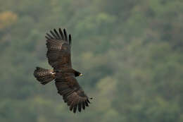 Image of Black Eagle