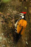 Image of Black-rumped Flameback