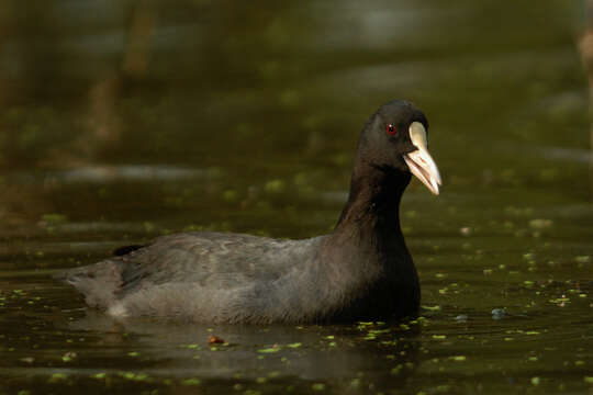 Image of Common Coot