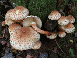 Pholiota squarrosa (Vahl) P. Kumm. 1871 resmi