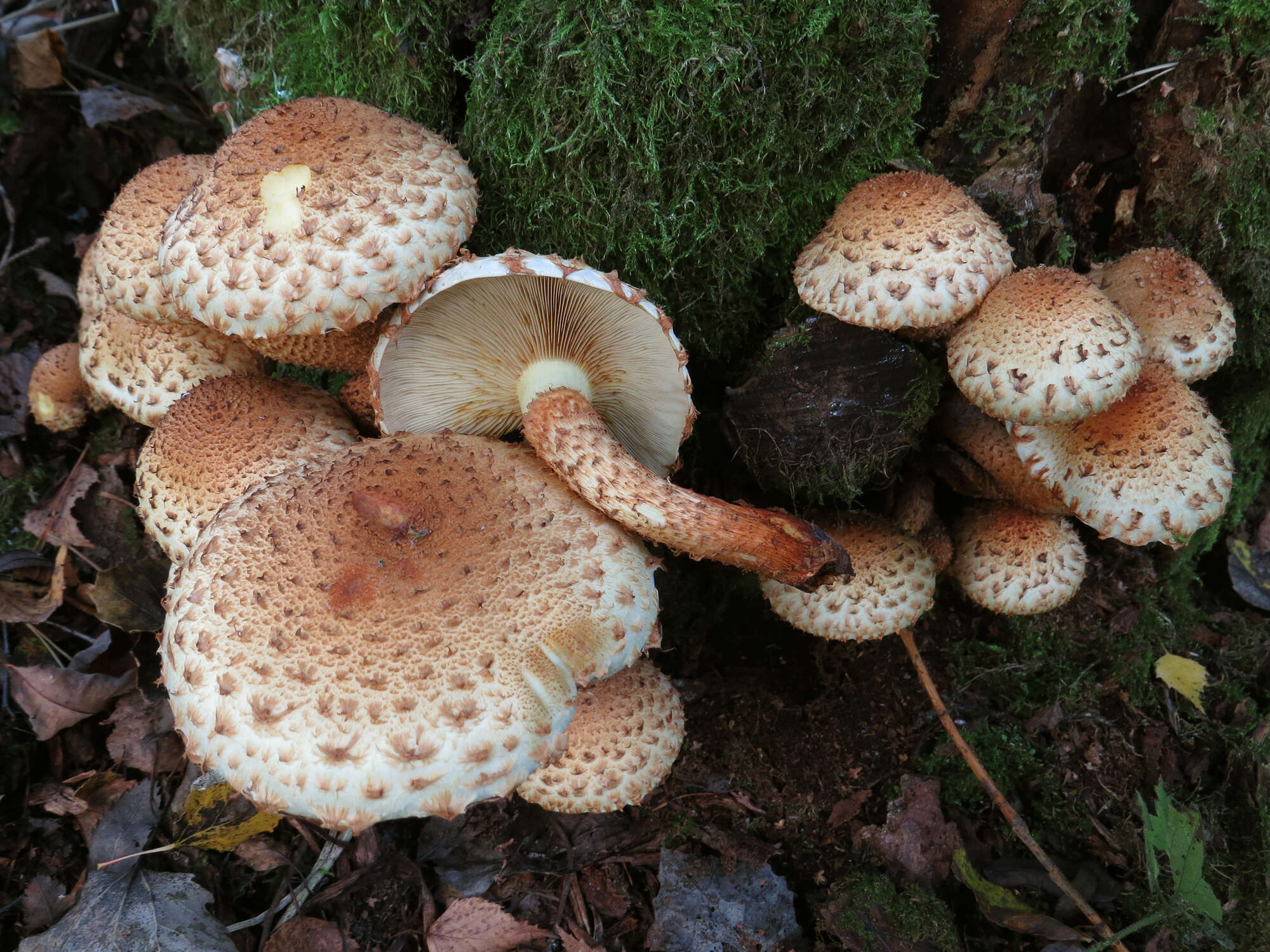 Pholiota squarrosa (Vahl) P. Kumm. 1871 resmi