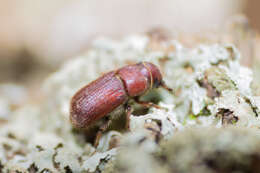 Image of Red Turpentine Beetle