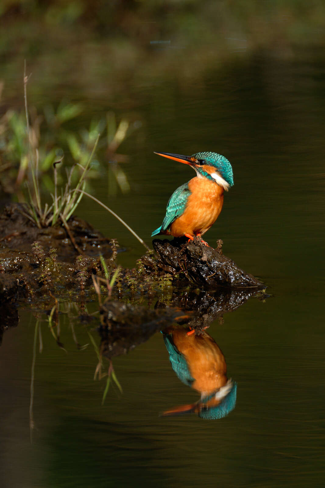 Image of Common Kingfisher