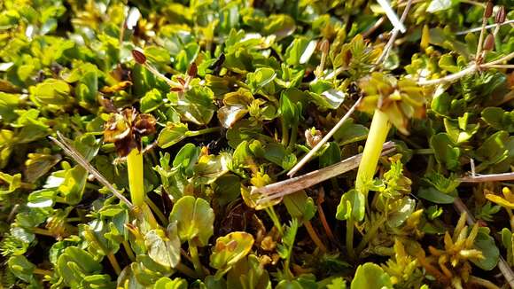 Image of Caltha novae-zelandiae Hook. fil.