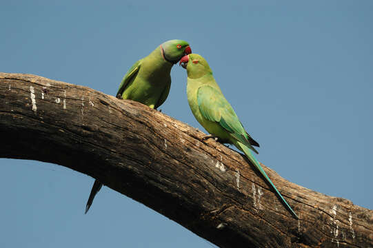 Image of Ring-necked Parakeet