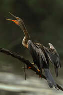 Image of Oriental Darter