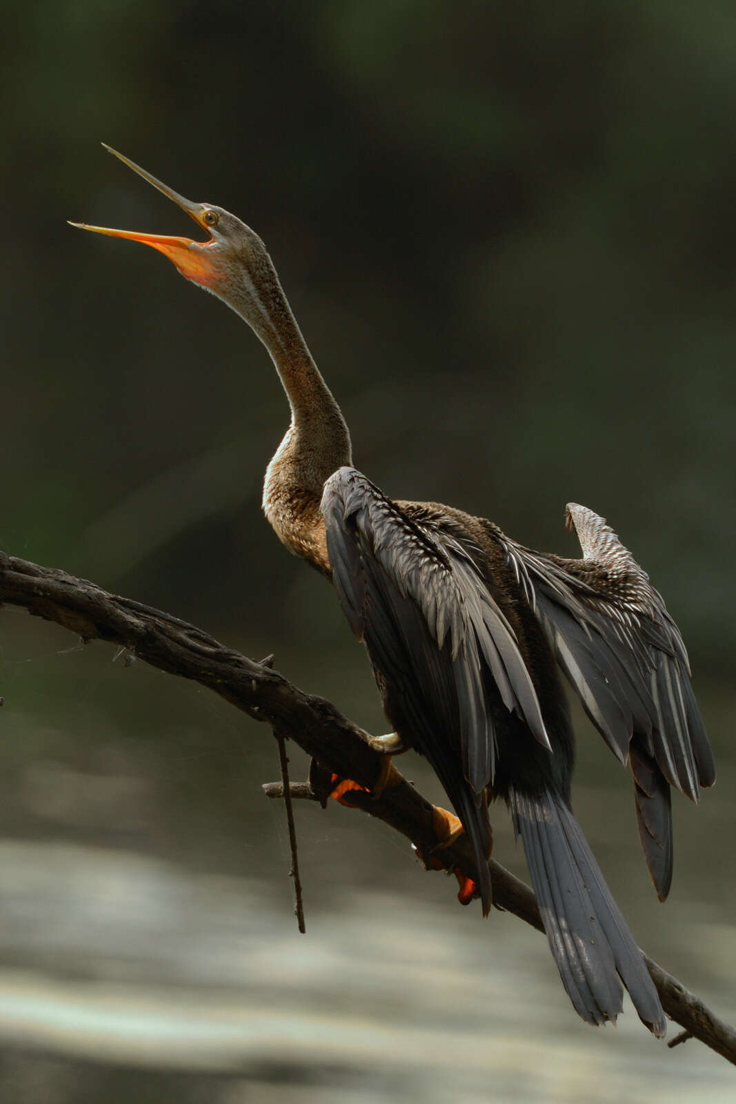 Image of Oriental Darter