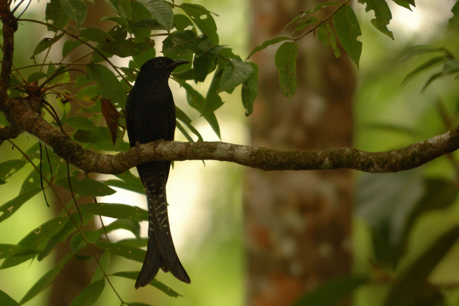 Image of Fork-tailed Drongo-Cuckoo