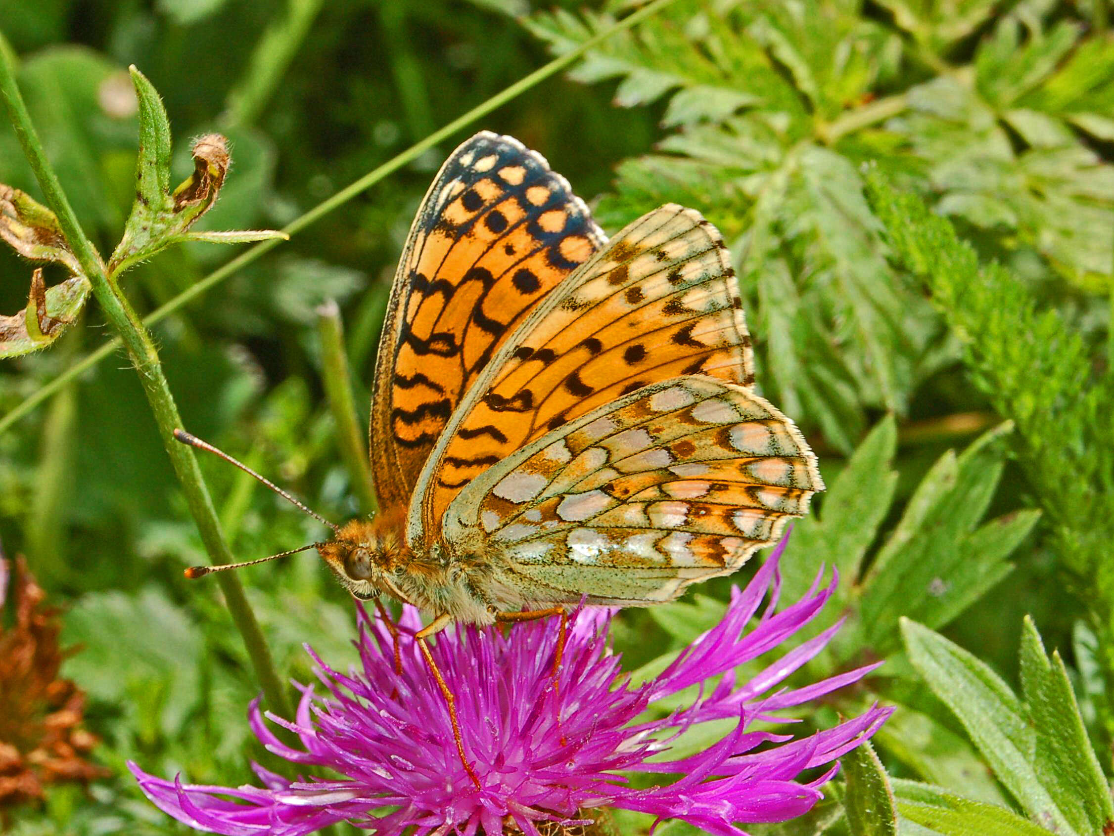 Imagem de Fabriciana niobe Linnaeus 1761