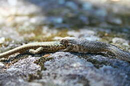 Image of Montpellier Snake