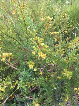 Image of Coastal-Plain St. John's-Wort